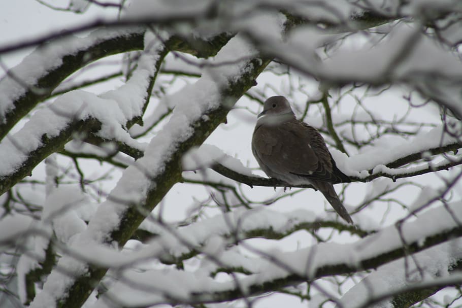 dove, tree, winter, snow, bird, vertebrate, cold temperature HD wallpaper