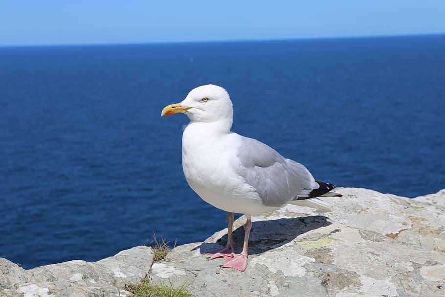Cornwall, Tintagel, Coast, Seagull, animal, british, seaside, HD wallpaper