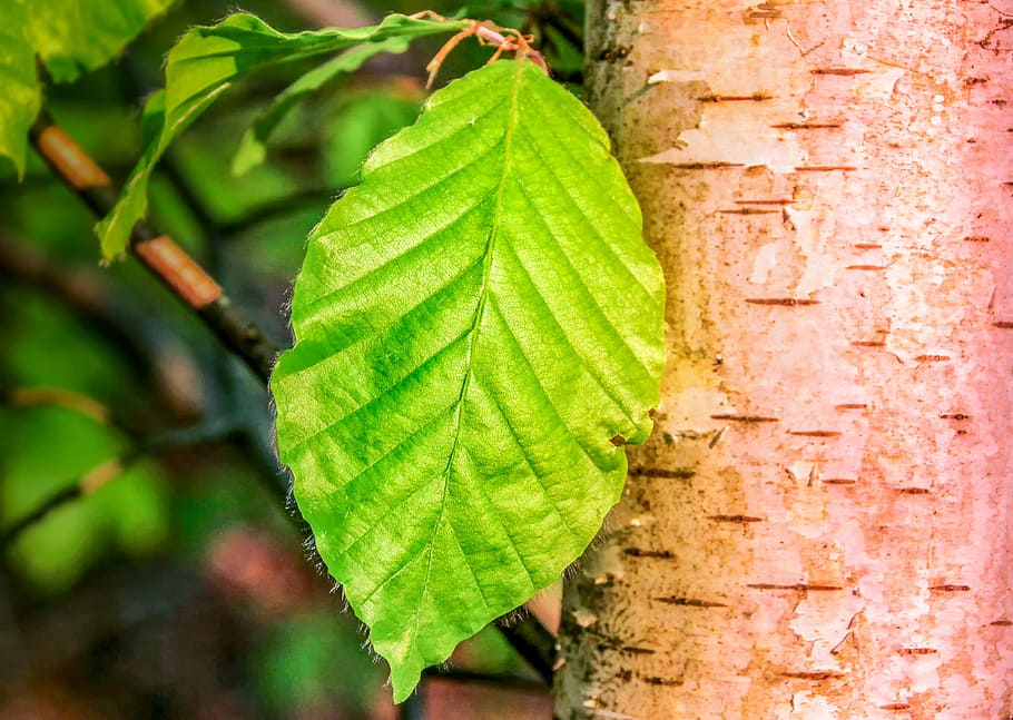 green leaf beside brown tree, nature, plant, birch, birch leaf HD wallpaper