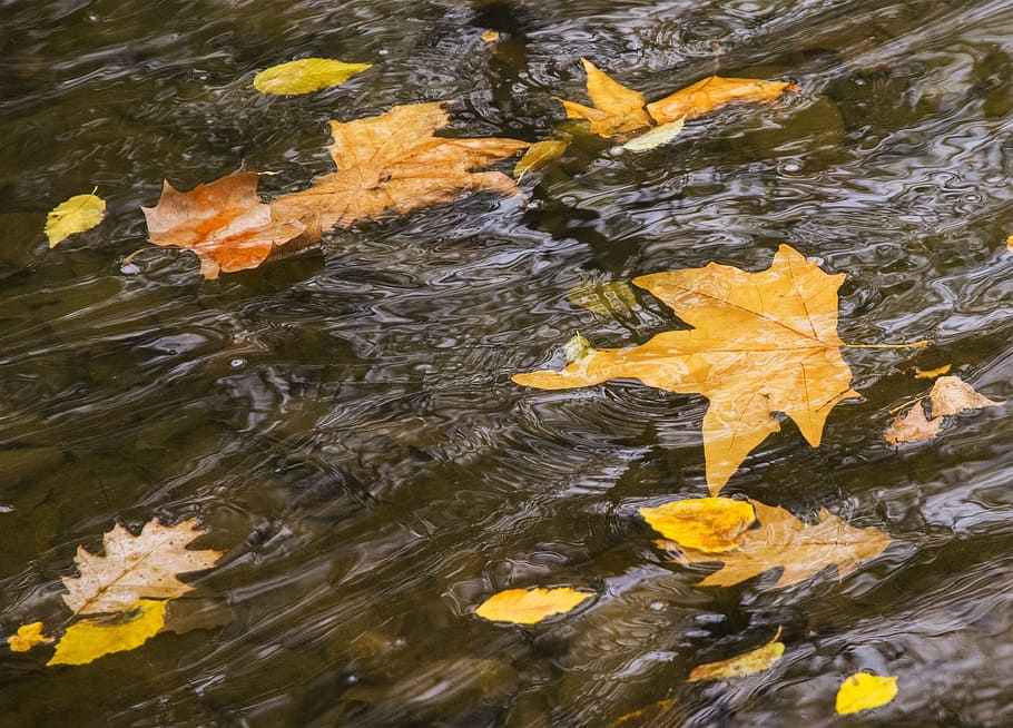 river, movement, sheets, water, autumn, park, slide, torrent HD wallpaper