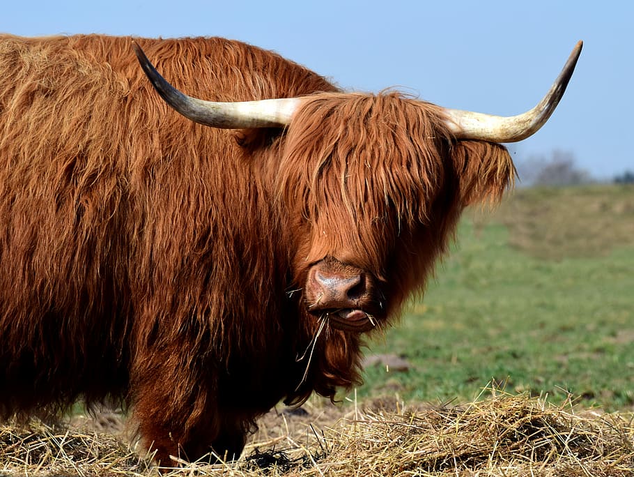 galloway, highland beef, scottish, hairy, eat, pasture, meadow, HD wallpaper