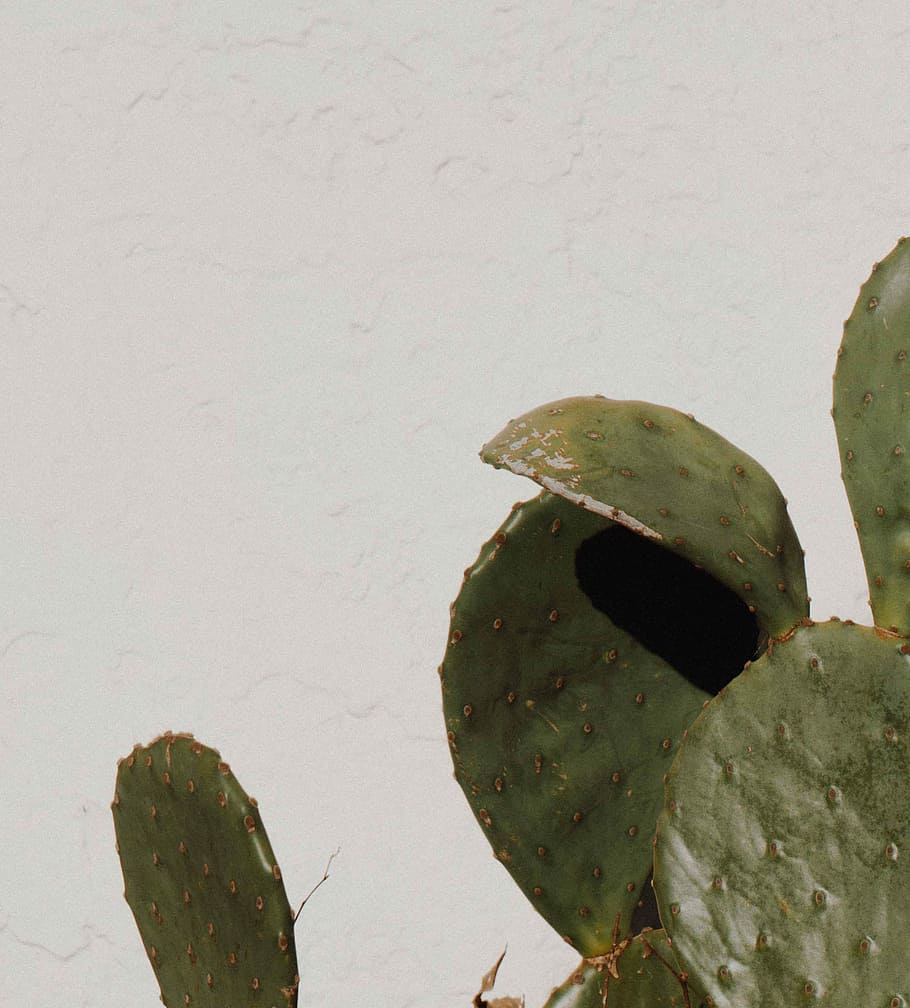 macro shot of cactus, flat cactus near white paint, leaf, foliage HD wallpaper