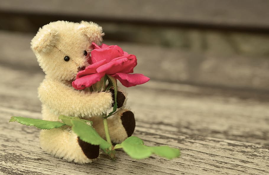 white bear plush toy holding a red rose, teddy, teddy bear, romantic, HD wallpaper