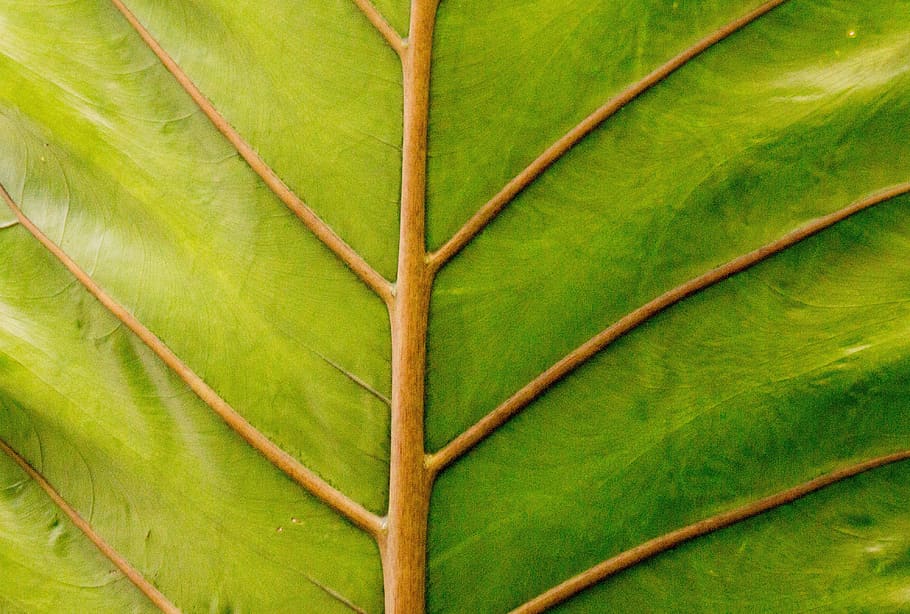 flora, leaf, growth, nature, environment, full frame, plant part HD wallpaper