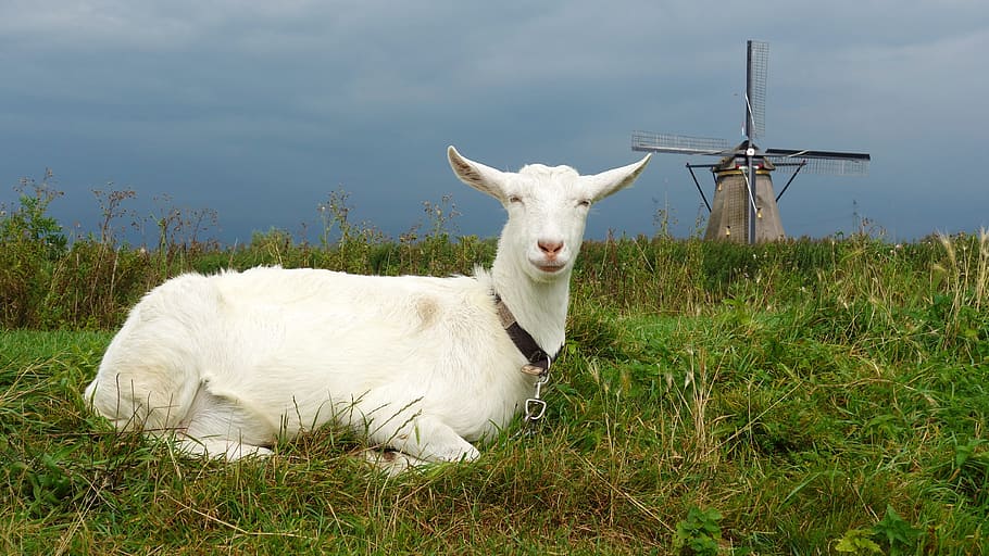 goat, mill, kinderdijk, wind mill, landscape, dutch landscape HD wallpaper