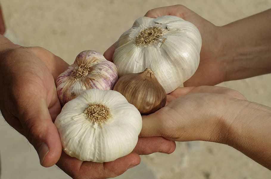 garlic, garlic white, purple garlic, black garlic, garlic grown, HD wallpaper