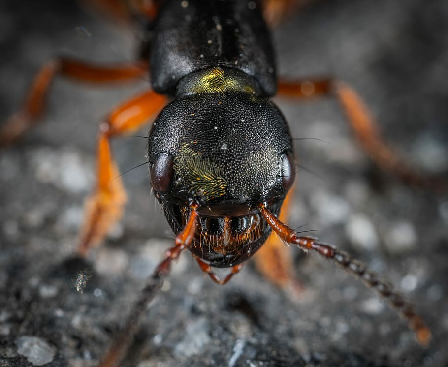 insect, macro, portrait, animal themes, one animal, animal wildlife HD wallpaper