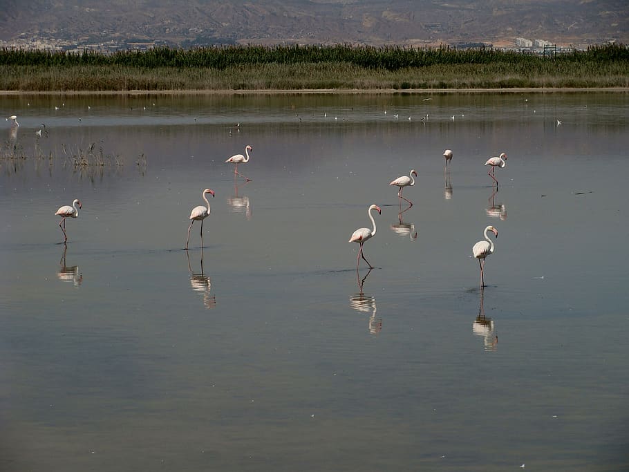 flamingo, wildlife, bird, iberian southeast, animal wildlife, HD wallpaper