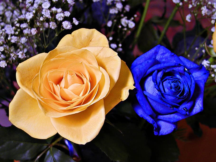 two yellow and blue rose decors, flower, love, beautiful, nature