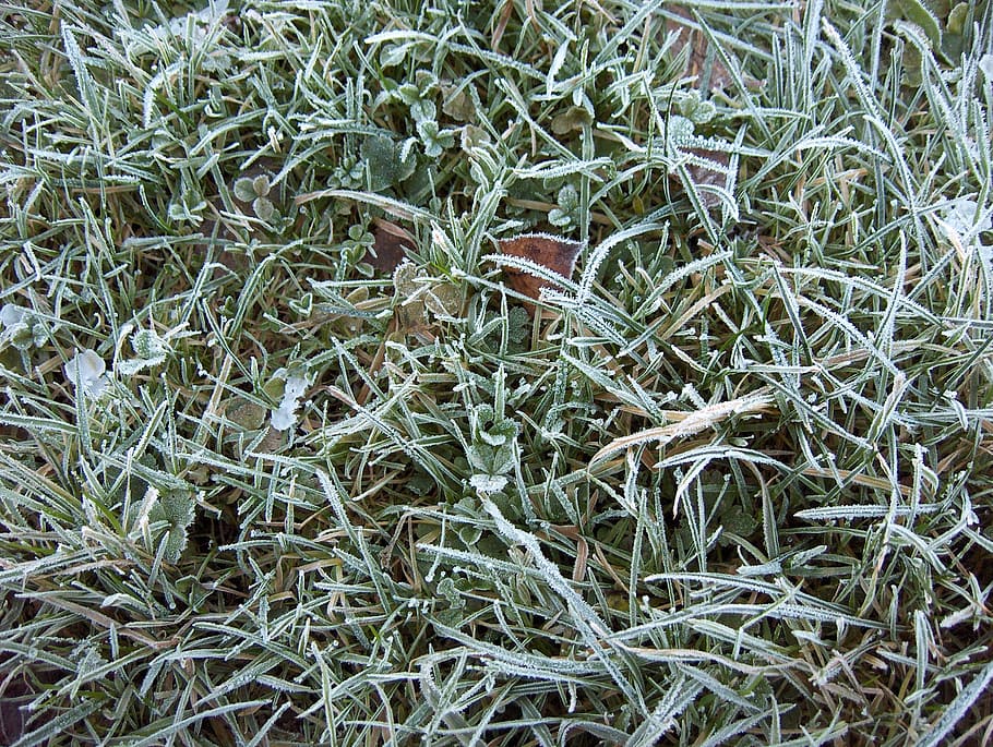 grass, frost, winter, plant, growth, backgrounds, nature, full frame HD wallpaper