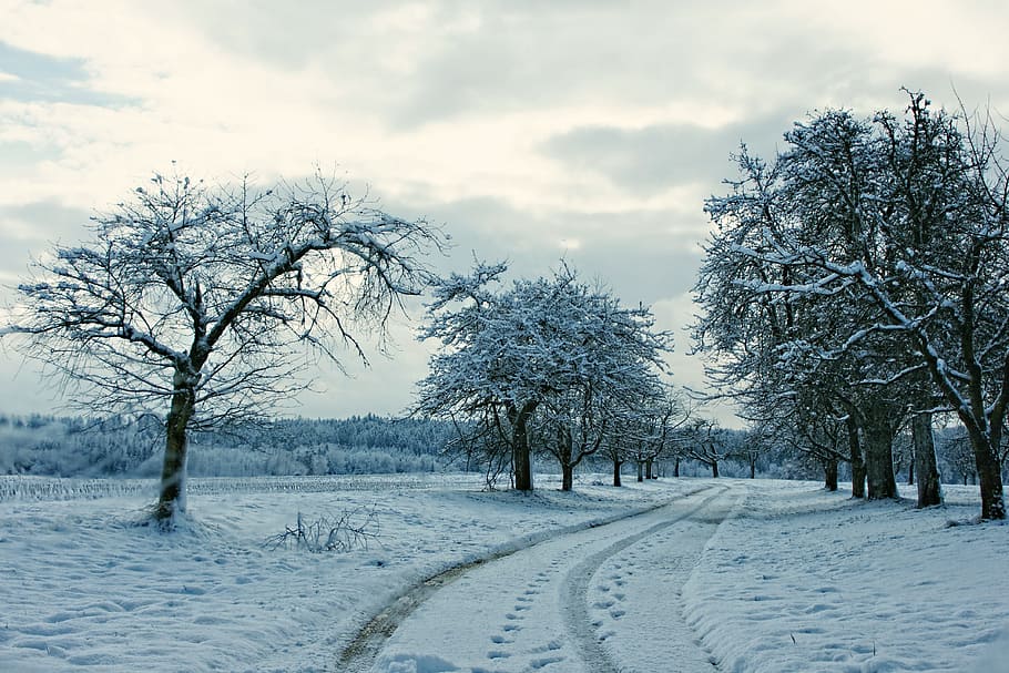 snow coated trees during daytime, wintry, winter magic, away HD wallpaper