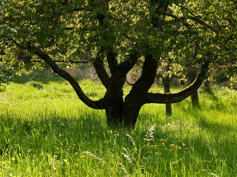 nature, landscape, tree, meadow, green, grass, outdoors, summer HD wallpaper