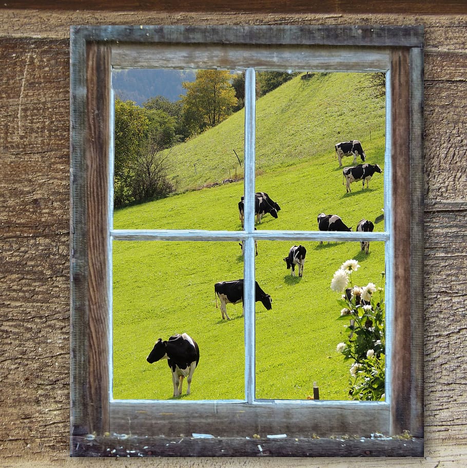 window, old, hut, alm, cows, summer, meadow, pasture, mammal HD wallpaper