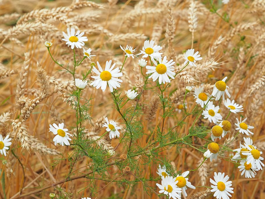 plant, nature, live, flower, flowering plant, freshness, fragility HD wallpaper
