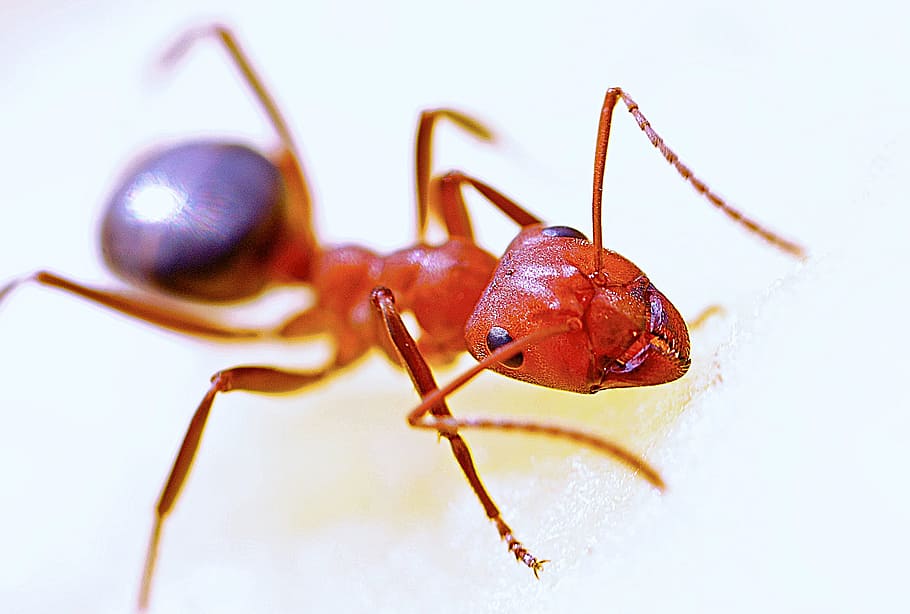 fire ant in close-up photography, macro, insect, red, nature, HD wallpaper