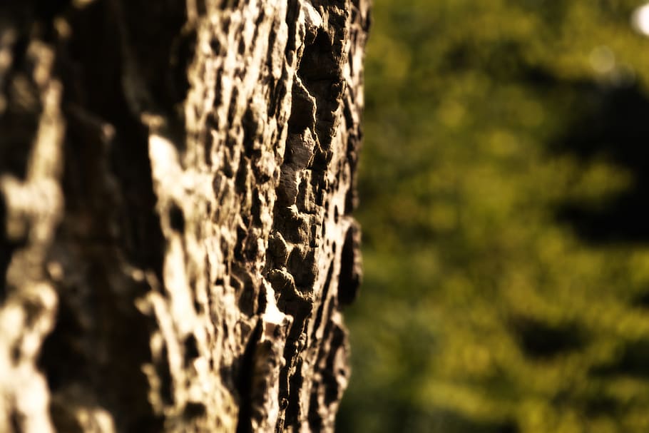 bark, tree, close, nature, log, structure, oak, forest, tribe HD wallpaper