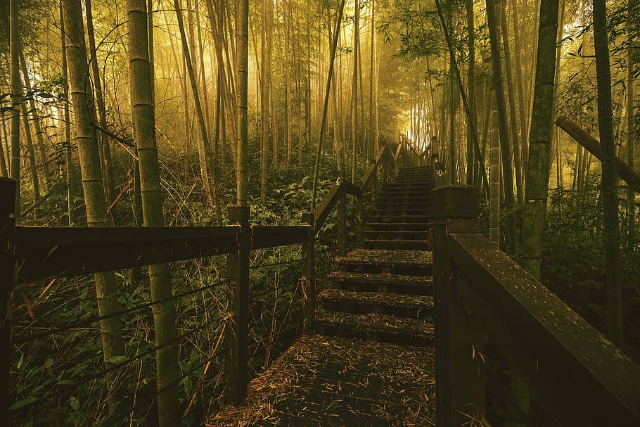 brown concrete bridge surrounded by bamboo plants, wood, tree HD wallpaper