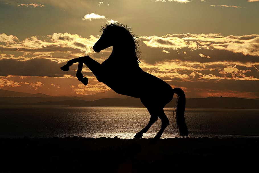 Horse Phone Sunset Wallpapers  Wallpaper Cave