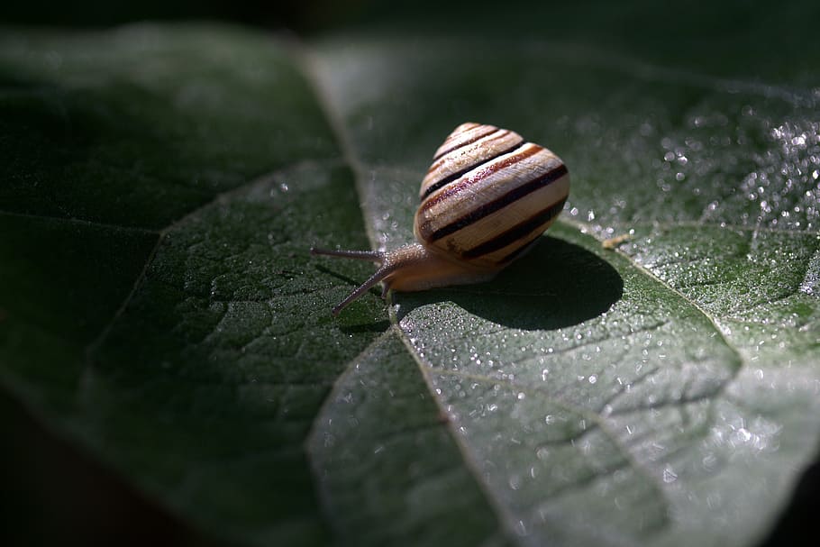 snail, leaf, wet, shell, light, nature, garden, mollusk, animal wildlife HD wallpaper