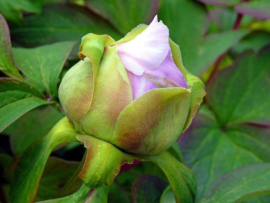 Flower, Button, Peony, Pink, Spring, green color, no people HD wallpaper