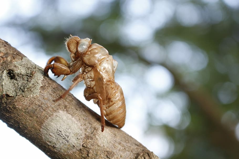 Cicada, Shell, Insects, Wildlife, cicada shell, one animal HD wallpaper