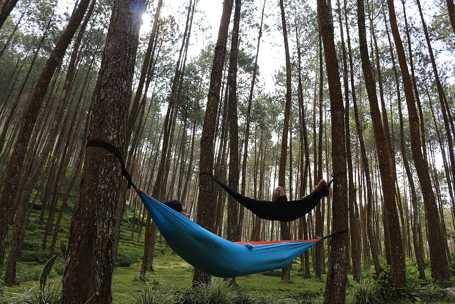 Pine, Pines, Woods, Nature, Design, forest, tree, hammock, outdoors HD wallpaper