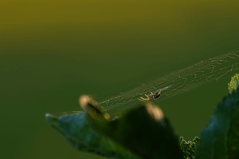 brown spider on cobweb selective focus photography, animal world HD wallpaper