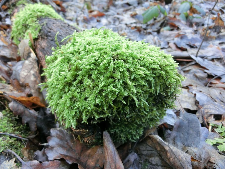 forest, moss, nature, green, close, green color, growth, no people HD wallpaper
