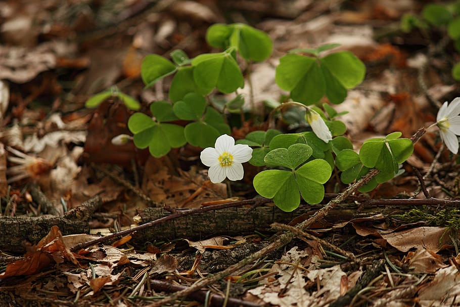 blossom, bloom, forest, forestry, nature, close, spring, forest flower HD wallpaper