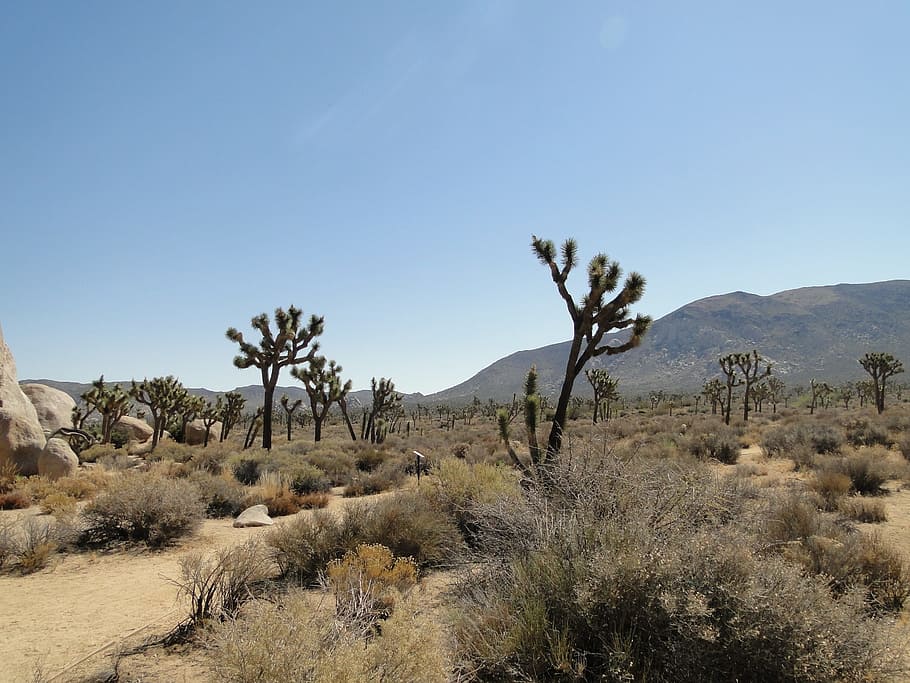 Desert, Joshua Tree, National Park, Usa, sky, yucca, mojave desert, HD wallpaper