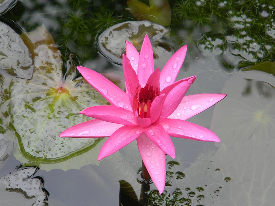 Water Lily, Lily, Flower, Nymphaea, pink color, floating on water HD wallpaper