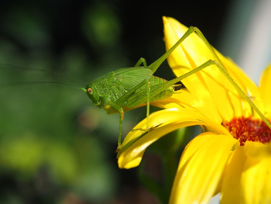 grasshopper, blossom, bloom, yellow, nature, flower, garden HD wallpaper