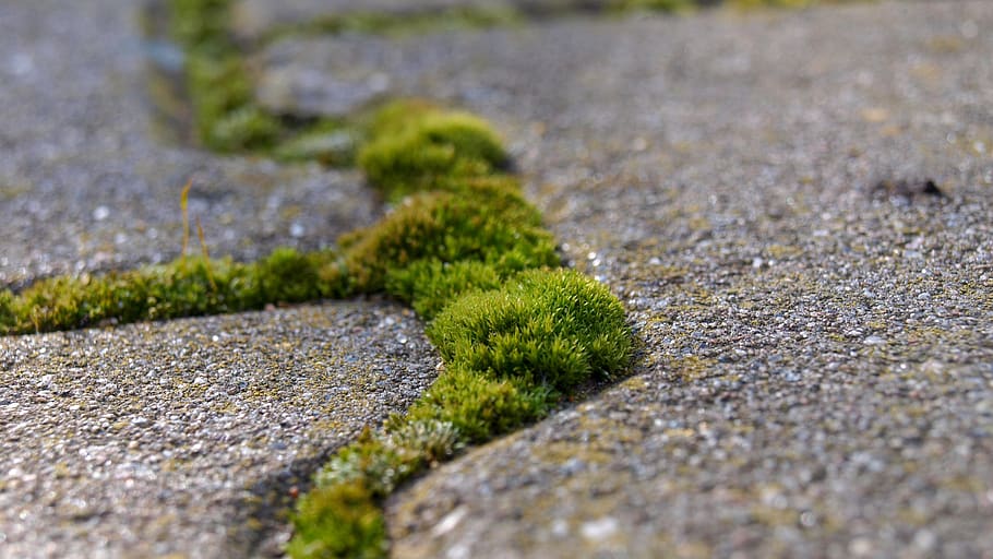 nature, moss, stone, flora, rock, structure, patch, paving stones, HD wallpaper