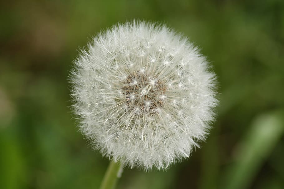 dandelion, close, macro, flower, seeds, common dandelion, spore HD wallpaper