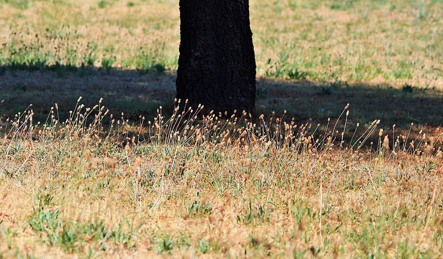 grass tufts, tree, trunk, short, dry, nature, plant, land, growth HD wallpaper