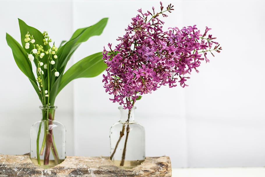 green and purple plant in glass vases, thrush, lilac, flower, HD wallpaper