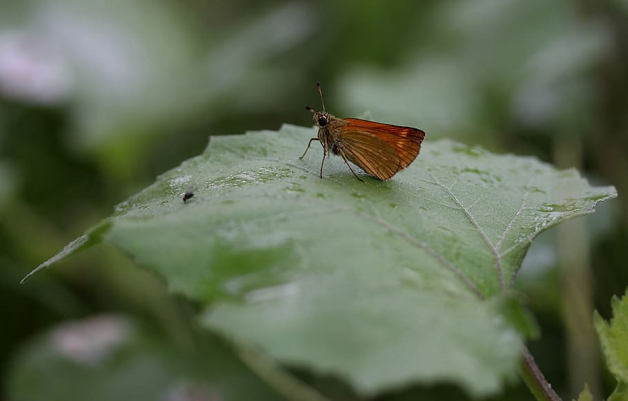 butterfly, brown, leaf, rain, insecta, wings, nature, invertebrate HD wallpaper