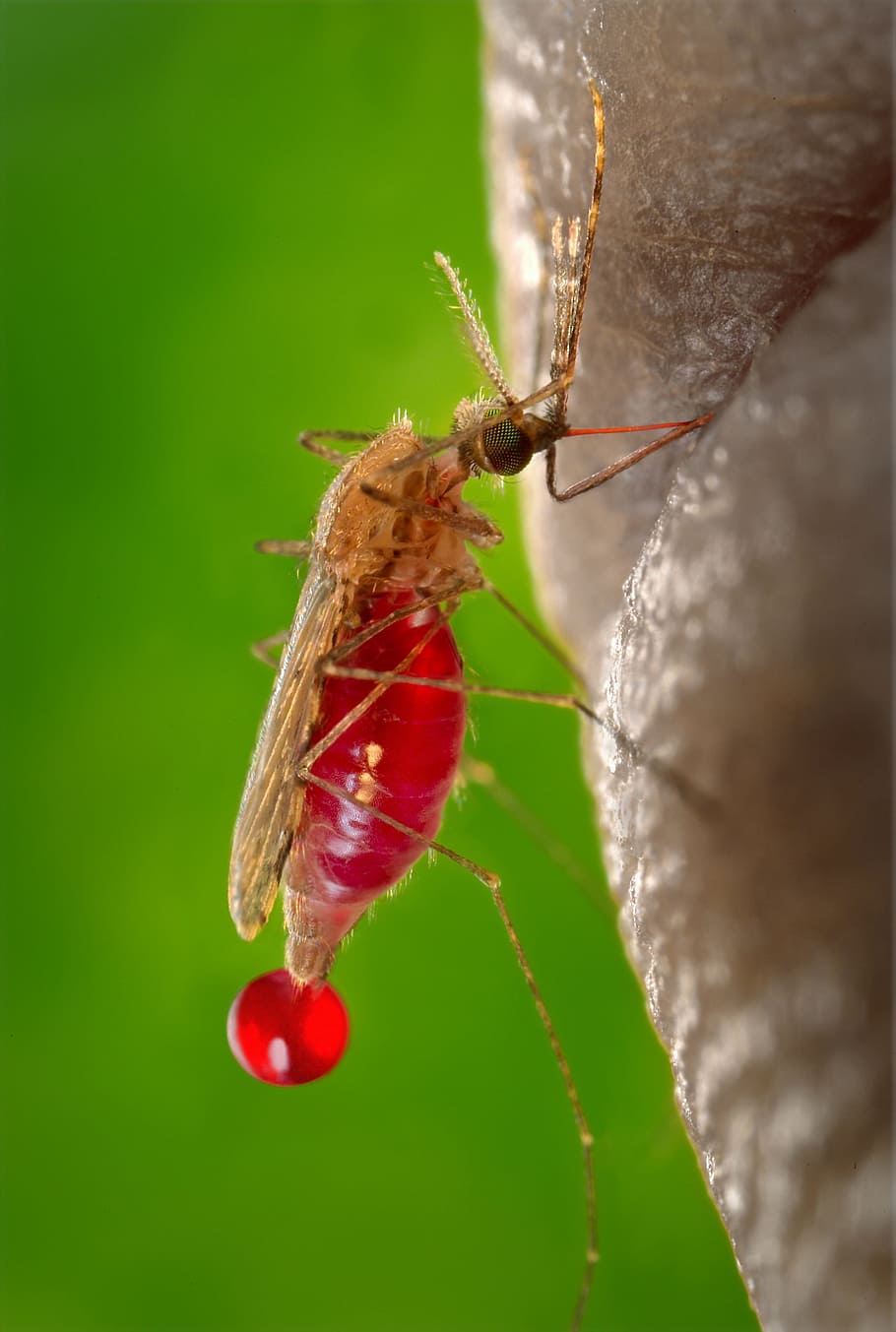 closeup photo of albino mosquito, Sucking, Blood, Malaria, parasite
