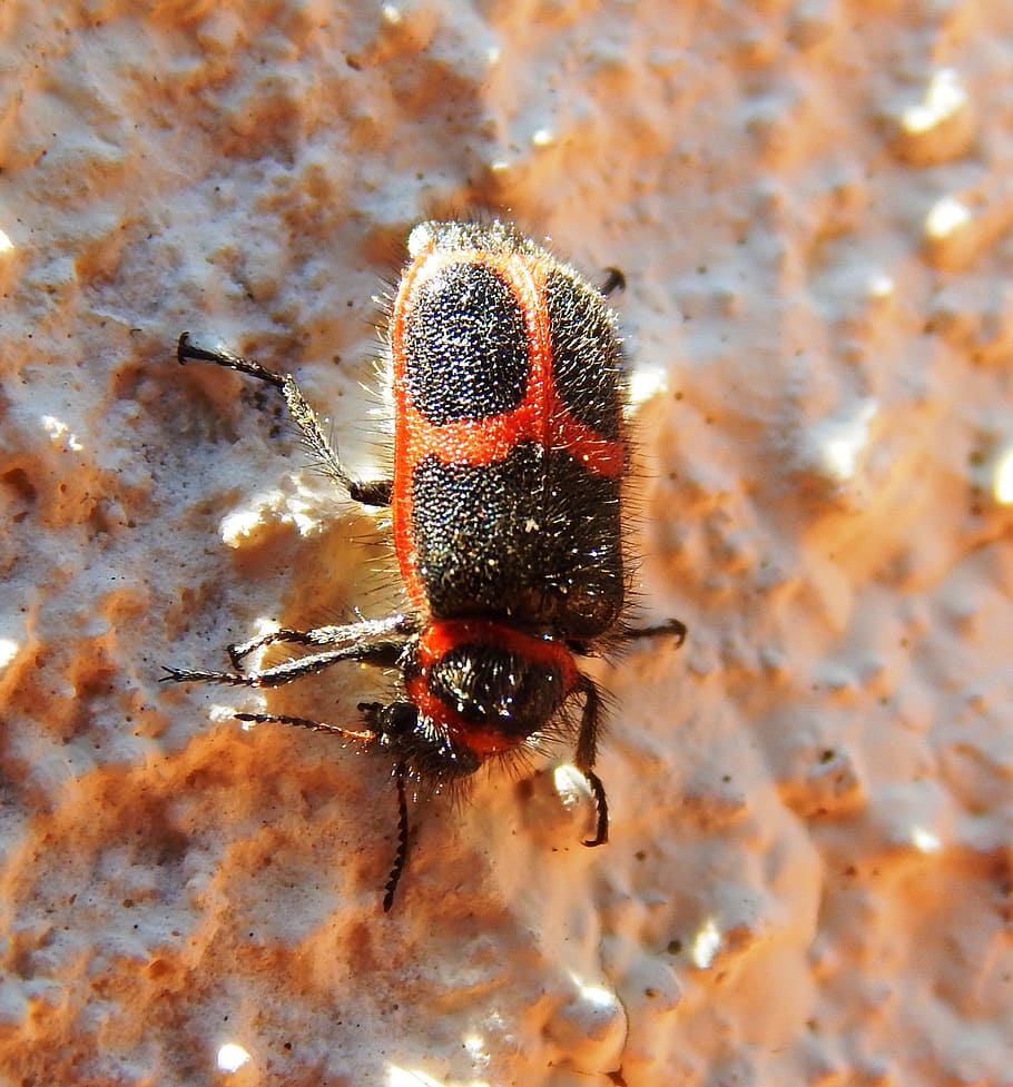 Beetle, Insect, Wings, Antennas, red, arthropod, animal, one animal HD wallpaper