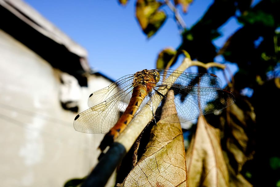 Dragonfly, Autumn, Sky, Sky, Blue, Branches, fall, blue sky HD wallpaper