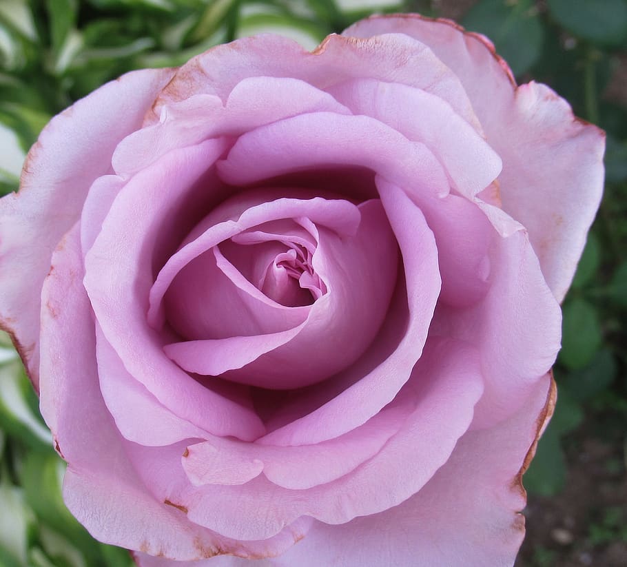 summer, rose, purple, flower, flowering plant, beauty in nature HD wallpaper
