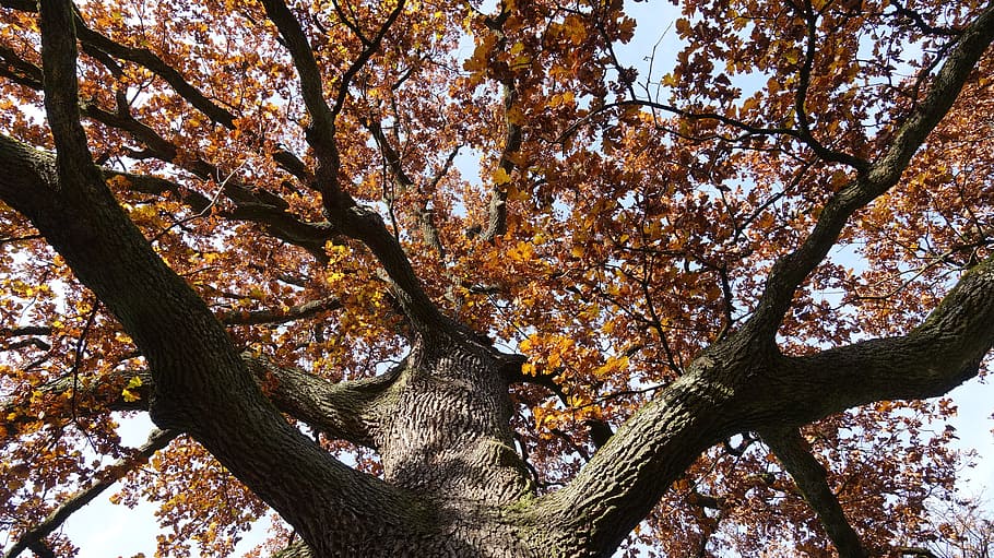 oak, fall color, tribe, bark, fall foliage, aesthetic, tree HD wallpaper