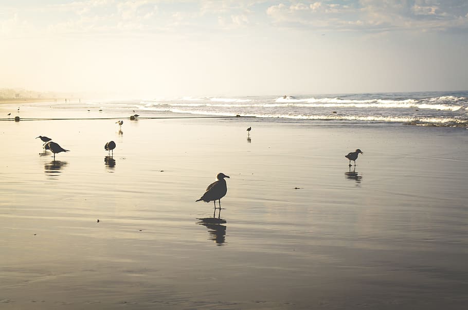 beach, sand, shore, ocean, sea, waves, water, pigeons, birds HD wallpaper