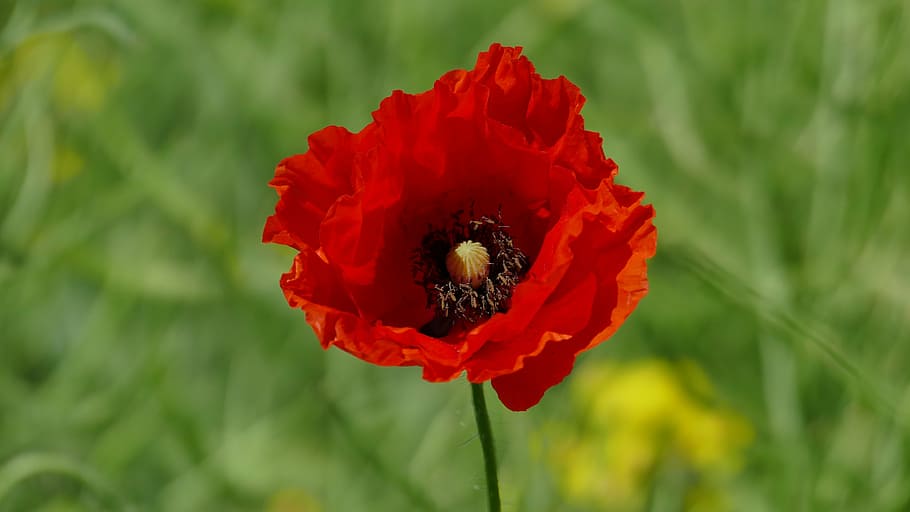 blossom, bloom, flower, red, poppy, klatschmohn, field, oilseed rape HD wallpaper