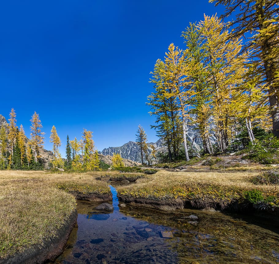 river surround by trees, green and yellow leafed trees near mountain HD wallpaper