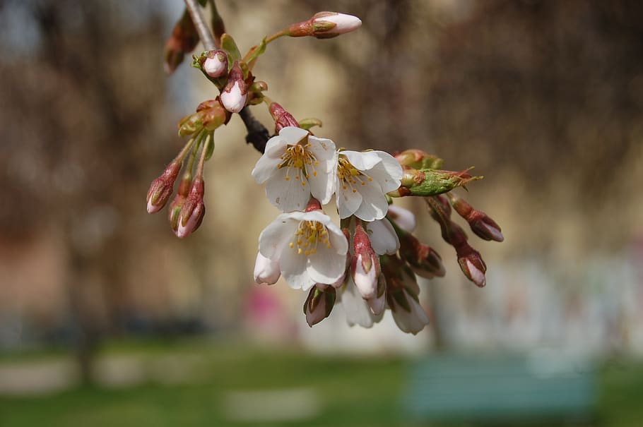 flower, outdoors, nature, plant, flowering plant, freshness HD wallpaper