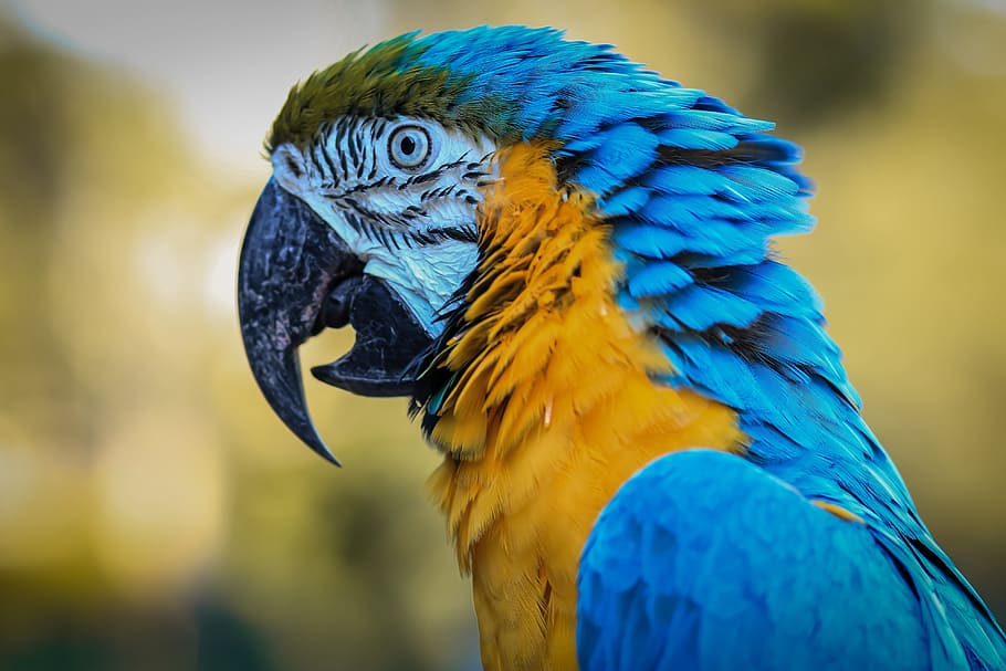 selective focus photography of blue and orange parrot, macaw HD wallpaper