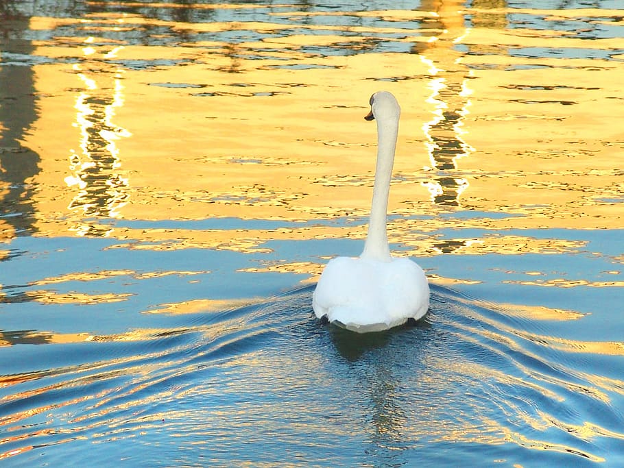 Swan, Lake, Reflection, Water, no people, waterfront, day, outdoors HD wallpaper