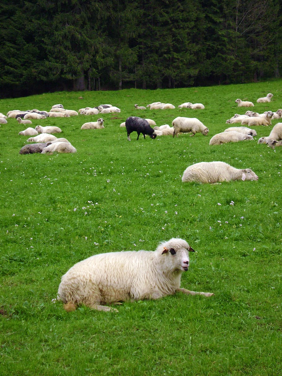 sheep, black sheep, grass, mountains, animal themes, mammal HD wallpaper