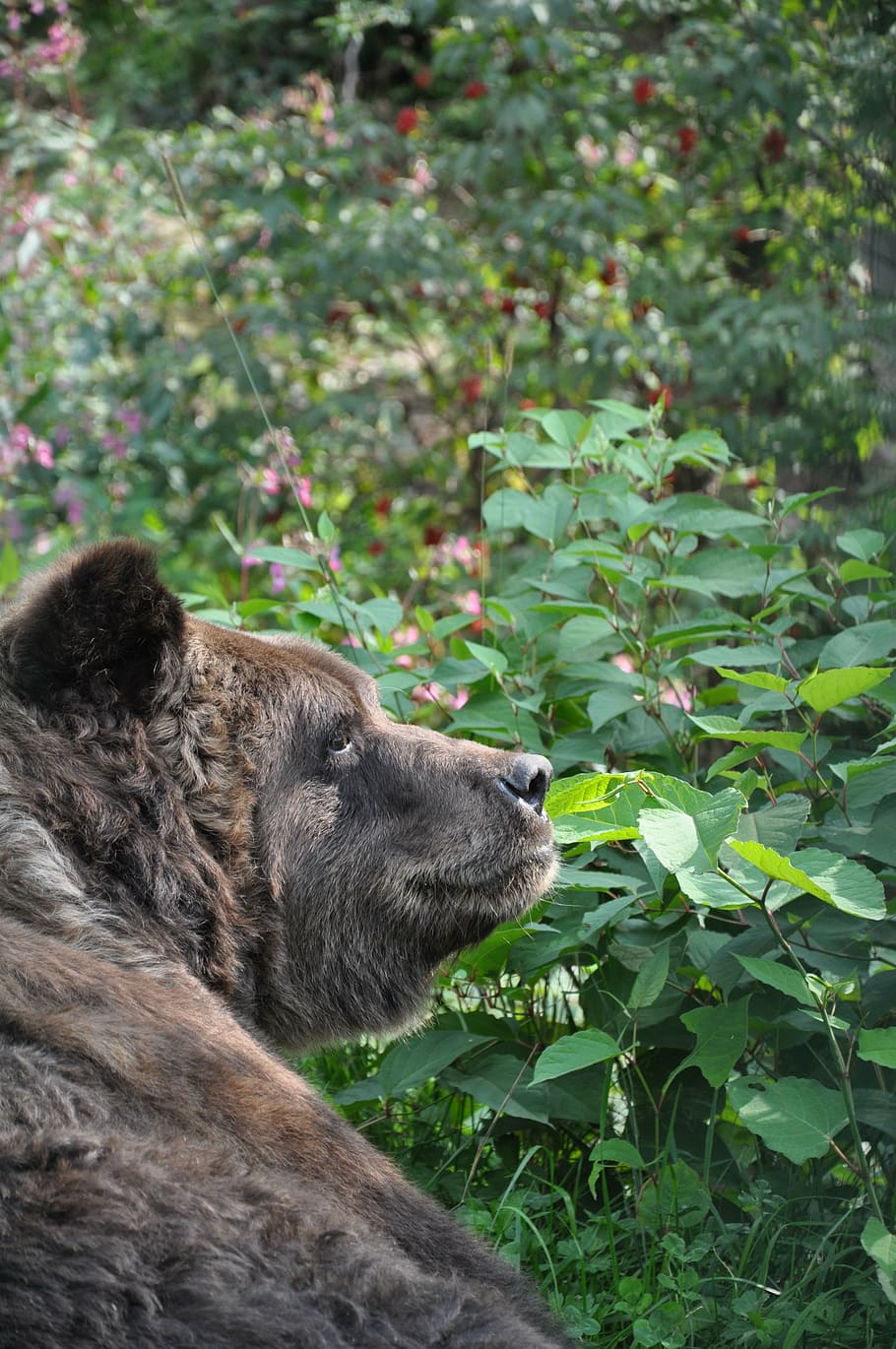 land animal on garden, brown bear, forest, fur, grizzly, predator HD wallpaper